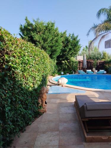 a lion sitting next to a hedge next to a swimming pool at Luxury Villas Chrysa Private Pool & Spa in Nafplio