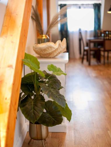 a plant in a vase sitting next to a counter at FeWoNeustadt-02 in Neustadt in Holstein