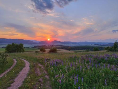 a field with purple flowers and a dirt road at Noclegi Szymrych in Chełmsko Śląskie