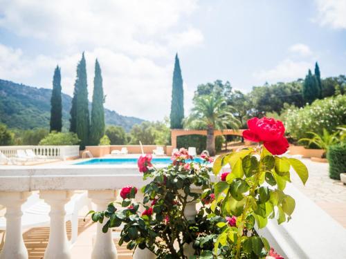 une rose rouge dans une plante à côté d'une piscine dans l'établissement Résidence Sofia Lynda, au Plan-de-la-Tour