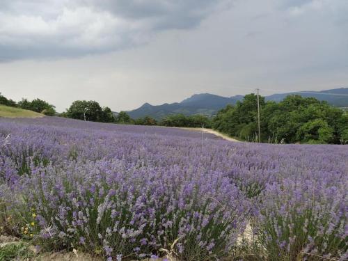a field of purple flowers with a dirt road at Un chalet en bois dans un écrin de verdure in Aouste-sur-Sye