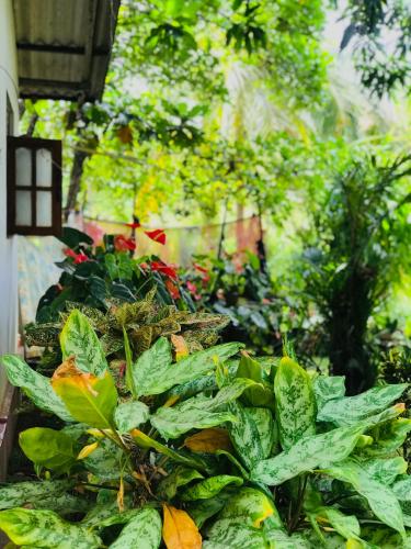 a bunch of green plants in a greenhouse at Sigiri Lakshan Home Stay in Sigiriya