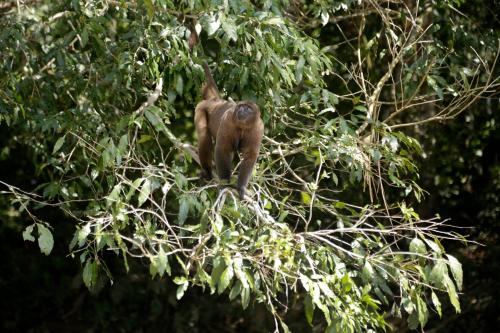 Gallery image of Misahualli Amazon Lodge in Puerto Misahuallí