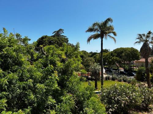 a palm tree in a park with bushes and trees at Chalet Ficalho in Cascais