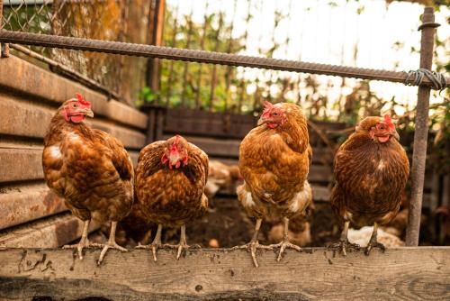 Animaux dans l'appartement ou à proximité