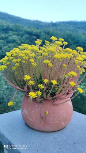 a vase filled with yellow flowers sitting on a table at La Pezzuola 53 in Sopralacroce