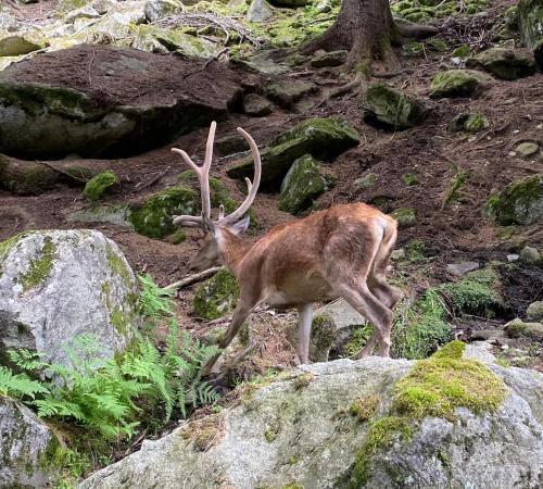 a deer with large antlers standing on a rocky hill at Maison Eglantine in Mezzana