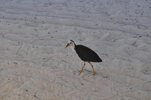 a bird standing on a sandy beach next to the ocean at Makunudu Island in Makunudhoo