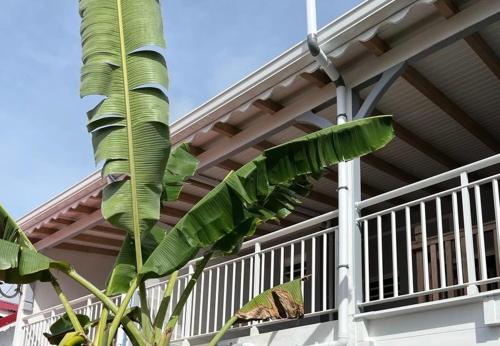 a large green banana tree next to a balcony at Bekeke in Capesterre-de-Marie-Galante