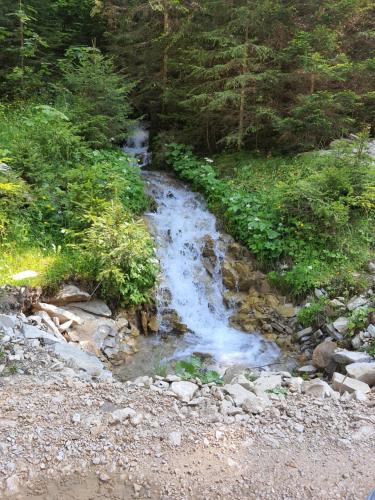a stream of water in the middle of a forest at Apartman Teddy12-Vlašić in Vlasic