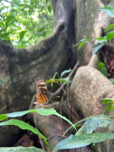a butterfly sitting on top of a green plant at Gambas Lodge in Fortuna