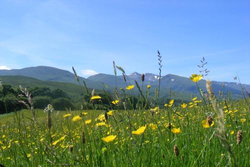 un champ de fleurs jaunes avec des montagnes en arrière-plan dans l'établissement Bothan a' Bhile, à Bohenie