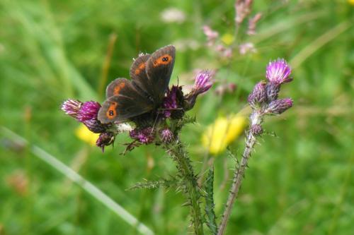 Un papillon est assis sur une fleur violette dans l'établissement Bothan a' Bhile, à Bohenie