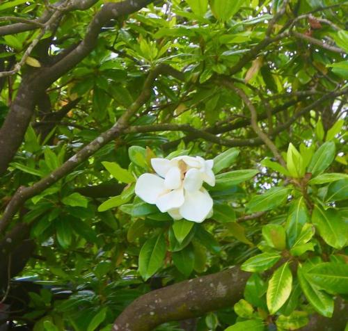 a white flower on a tree with green leaves at MAGNOLIA HOUSE ON THE CREEK - STANTHORPE in Stanthorpe