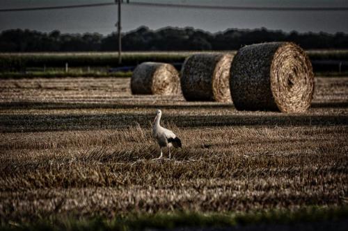 a bird standing in a field with hay bales at Ferienwohnung Wussegel in Hitzacker