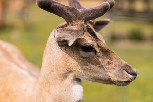a close up of a deer with horns on its head at Nordowi Dwór in Celbowo