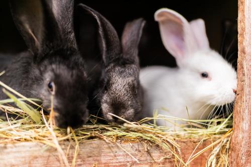 three rabbits sitting in a box with hay at Nordowi Dwór in Celbowo