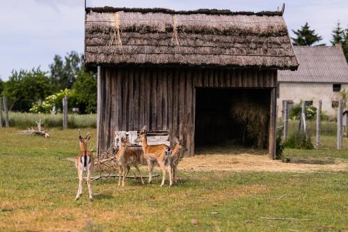 a group of gazelles standing in front of a building at Nordowi Dwór in Celbowo