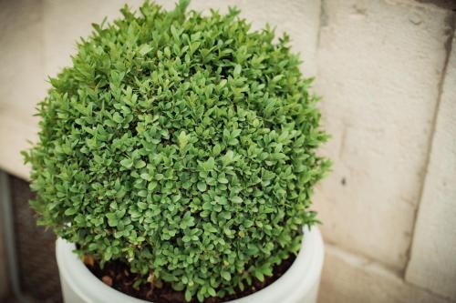 a green plant sitting in a white pot at LA TERRAZZA DEI GEMELLI - casa vacanze in Venosa