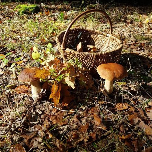 a basket with mushrooms on the ground in the grass at Sarni Zakątek in Rybno