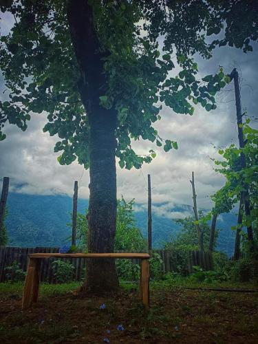 a bench sitting next to a tree with a view at Zesopheli guest house in Keda Agro & Eco tourism in Zesop'eli