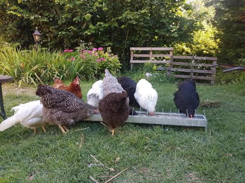 a group of chickens standing on a feeder in the grass at Le Marais des Littes in Chonas-lʼAmballan