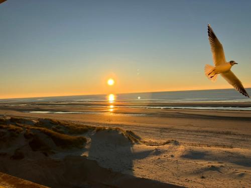 a seagull flying over the beach at sunset at Studio 50 m de la plage 100 m centre ville in Berck-sur-Mer