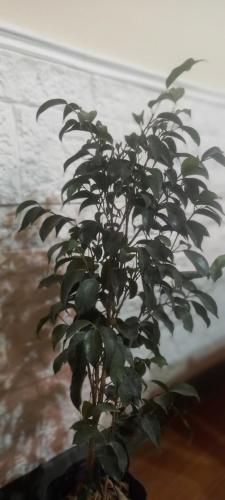 Φωτογραφία από το άλμπουμ του Hostel Paraíso σε San Rafael