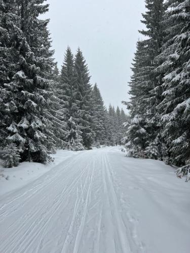 pokryta śniegiem droga z drzewami i ścieżkami w śniegu w obiekcie Apartman Jizerky w mieście Janov nad Nisou