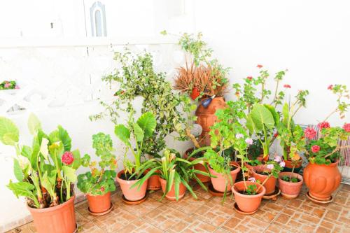 a bunch of potted plants are lined up against a wall at Traditional House in Laerma in Láerma