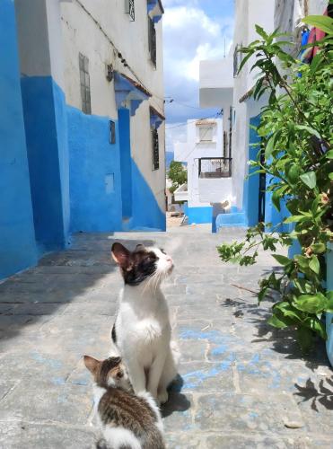 two cats sitting on a street with blue buildings at شقة للكراء اليومي في شفشاون in Chefchaouen