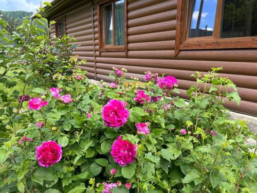 a bush of pink flowers in front of a house at Садиба "Донечки" in Tatariv