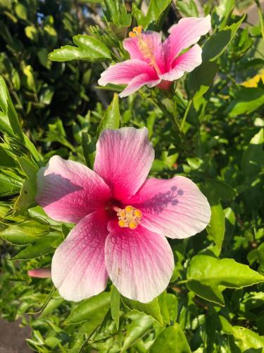 two pink flowers on a bush with green leaves at Sun Sea GuestHouse in Yomitan