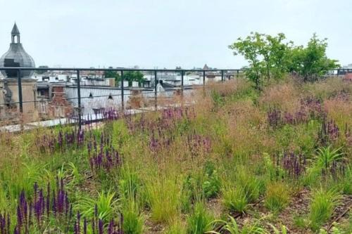 a field of tall grass with purple flowers at Apartimento Angel River 7 in Wrocław