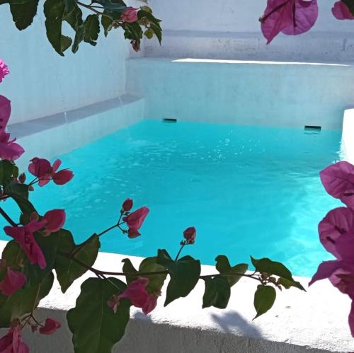 uma piscina com água azul e flores roxas em Villa Buganvillas, relax con piscina privada a pocos minutos de la Barrosa y Santi Petri em Chiclana de la Frontera