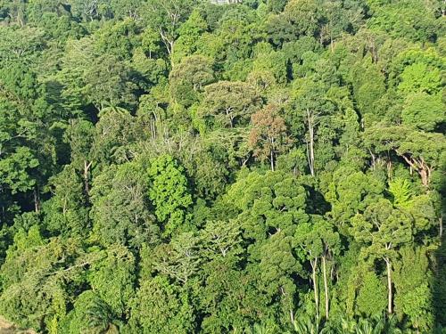 an overhead view of a forest of trees at New Modern Condo with Pool at Bangi in Kampong Tangkas