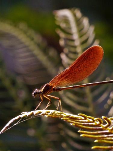 a brown dragonfly sitting on top of a plant at O Homem Verde in Penela