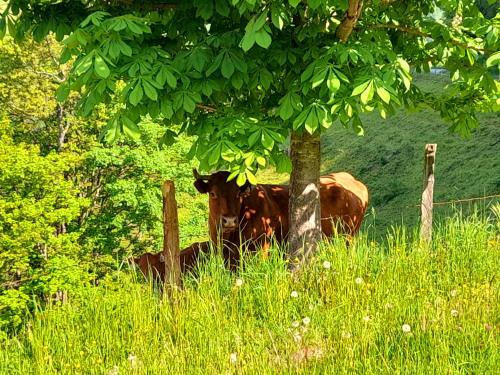 a cow laying in the grass under a tree at Hallmoosgut in Sankt Johann im Pongau