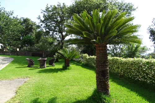 two palm trees and chairs in a park at B&B Nucria - Nocera Terinese in Nocera Terinese