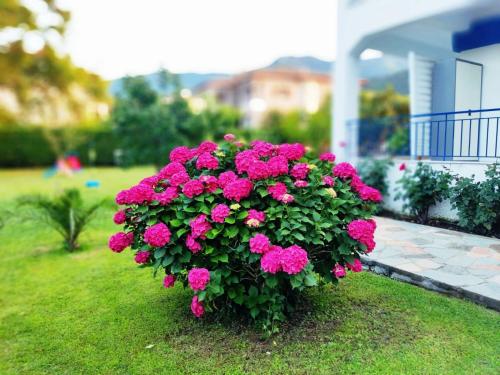 a large bush of pink flowers in a yard at Villa Riviera in Stavros
