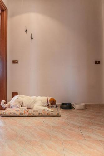 a dog laying on a dog bed on the floor at Terra di Mezzo in Castellanza