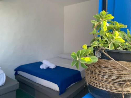 a room with two beds and a potted plant at DuMangue Kite House in Guriú