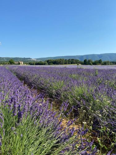 a field of lavender in the middle of a field at Bonnieux : Loft - La pause in Bonnieux