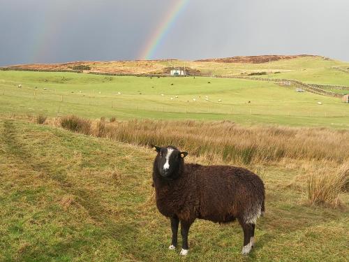 una oveja negra parada en un campo con un arco iris en el fondo en H&P bnb en Leitrim