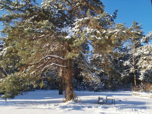 a large tree with snow on its branches at Sena Troba in Druskininkai
