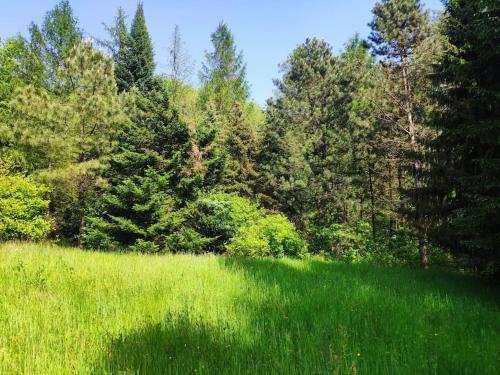 a field of green grass with trees in the background at Trzemcha in Tuchów