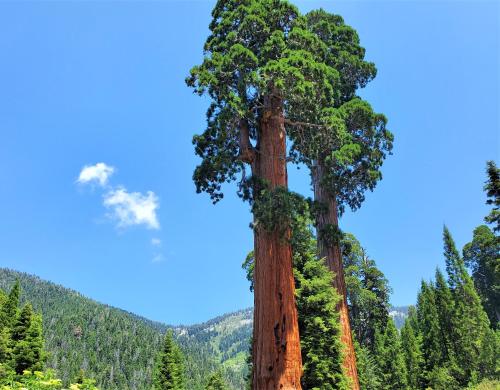 two tall trees standing next to each other at Redwood Retreat, Mountains, Adventure and Nature in Ponderosa
