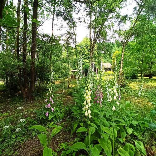 a group of flowers in a field with trees at Trzemcha in Tuchów