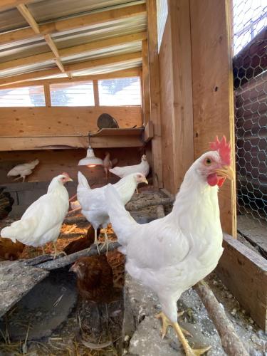 a group of chickens in a chicken coop at Columbia Point Resort in Kettle Falls