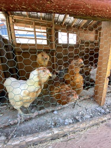 three chickens in a cage in a building at Columbia Point Resort in Kettle Falls